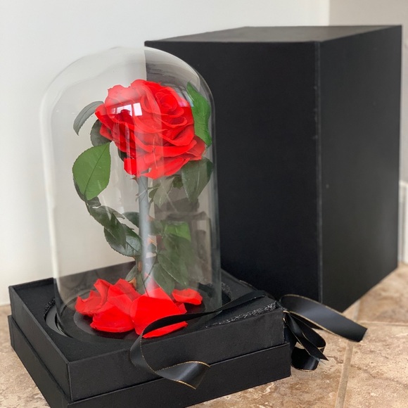 Beauty and the Beast Rose, Preserved Rose in Dome - Picture 8 of 8